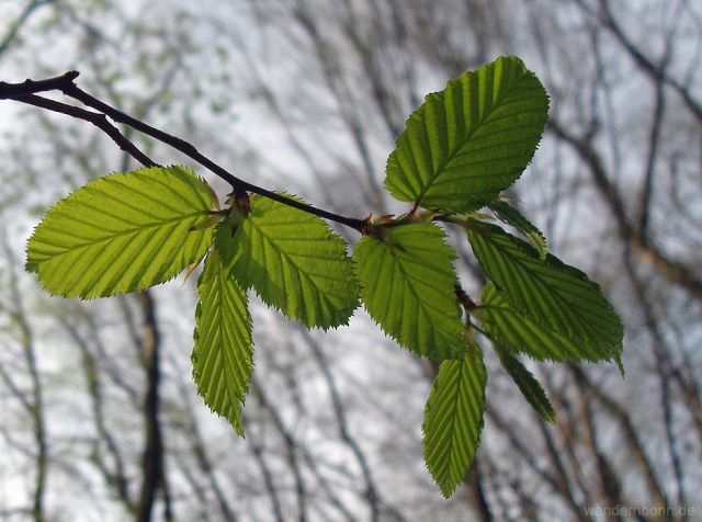 Buchenblätter im Gegenlicht