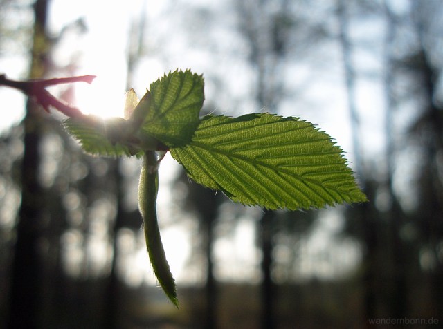 Buchenblätter im Gegenlicht