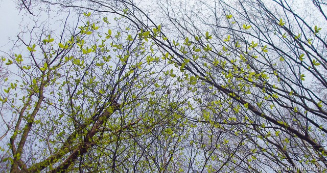 Blätter die wie Schmetterlinge emporsteigen