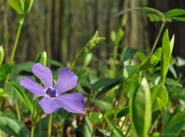 Und wieder zartes Lila mitten in frischem Grün