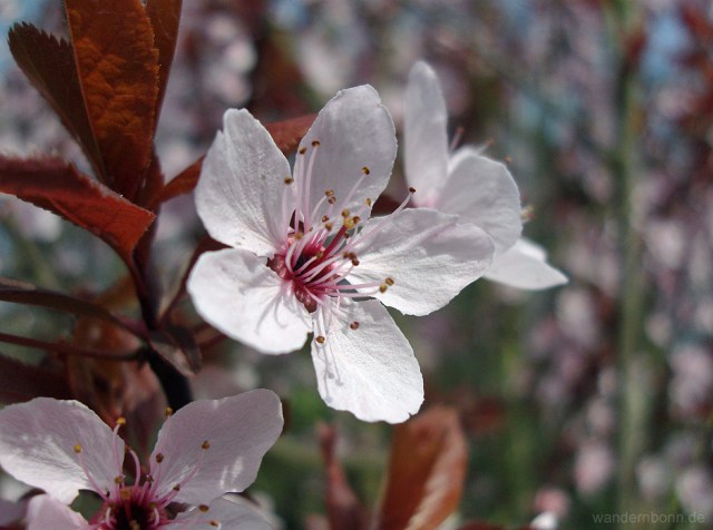 Kirschblüten