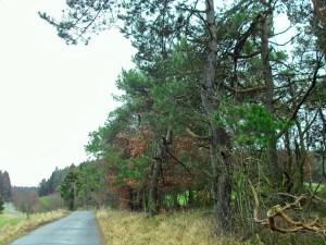 Kiefern säumen den Weg