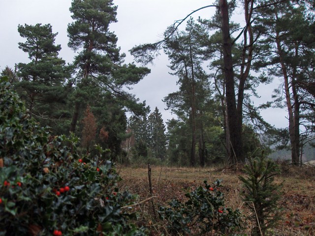 Ilex im Wacholdergebiet