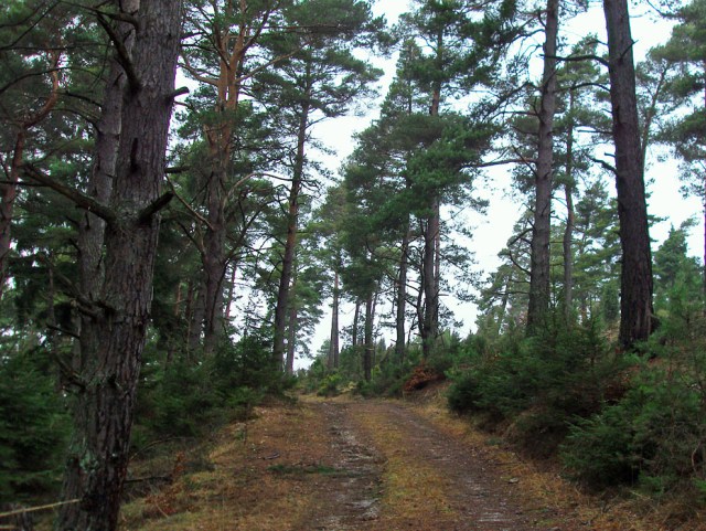 Waldwege wie ich sie mag