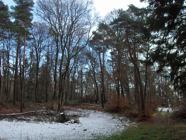 Schneereste im Wald