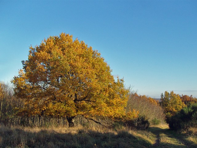 Eifelsteig - Etappe 4 - Einruhr und Gemünd