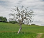 Traumpfad Bergschluchtenpfad Ehrenburg