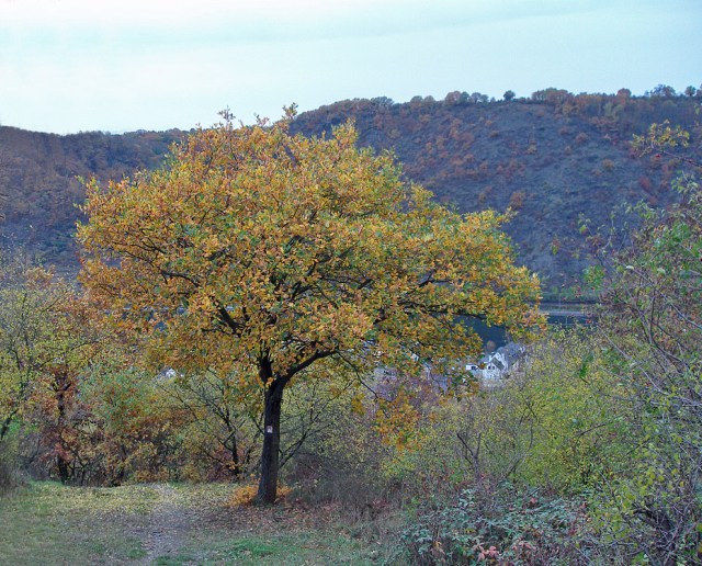 Traumpfad Bleidenberger Ausblicke