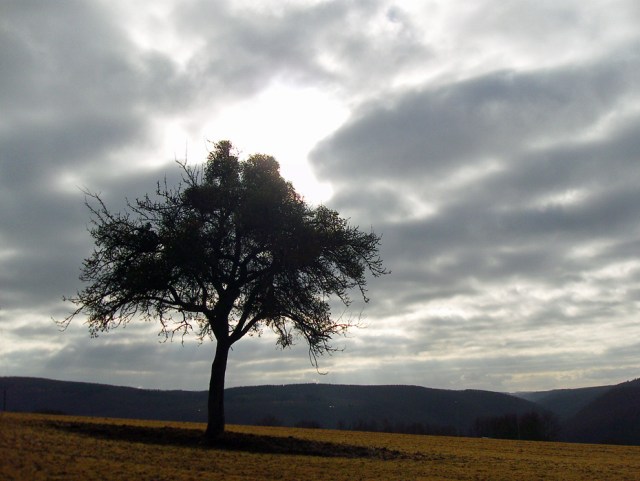 Baum mit Wolken