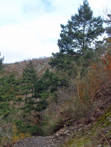 Tannen säumen den Weg