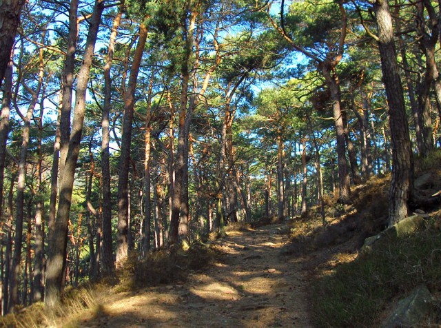durch den Kiefernwald
