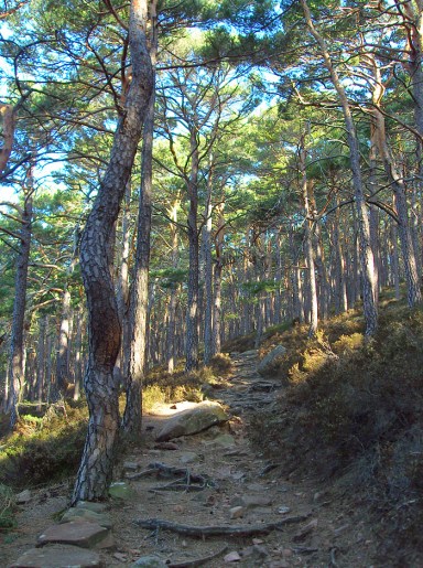 schmale Pfade im Morgenlicht