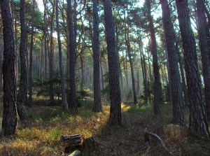 Kiefernwald im Morgenlicht