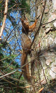 Aug-in-Aug mit dem Eichhörnchen