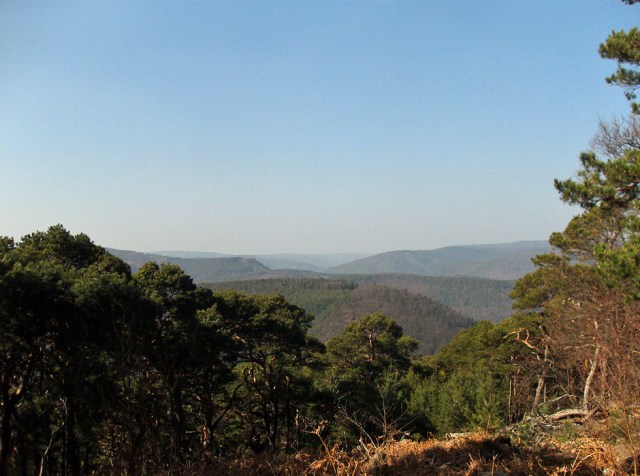 Der Blick in den Pfälzer Wald