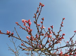 Blütenpracht am Mandelpfad