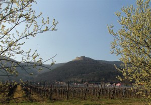 Blick vom Mandelpfad auf das Hambacher Schloss