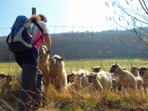 Karin umringt von Schafen