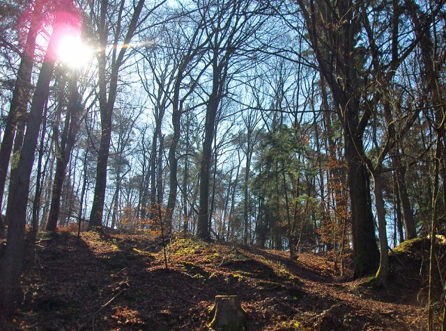 Waldstimmung Waldstimmung