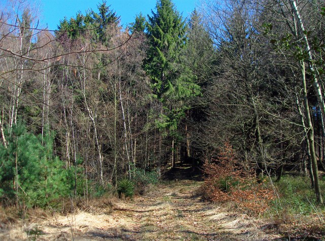Waldweg Waldweg
