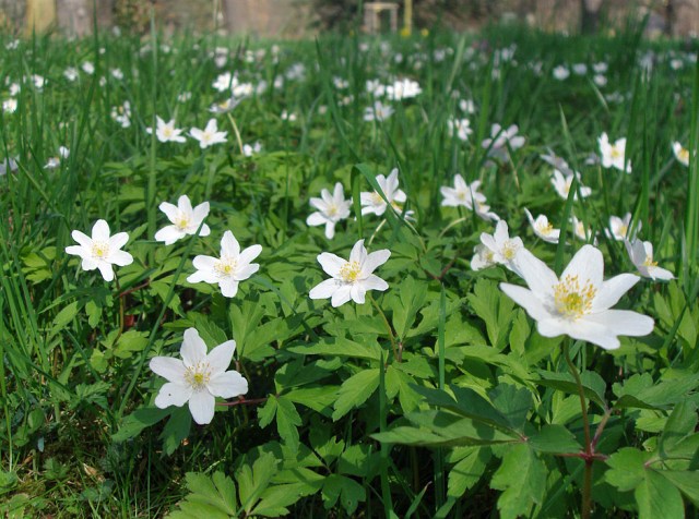 Wiese voll mit Buschwindröschen