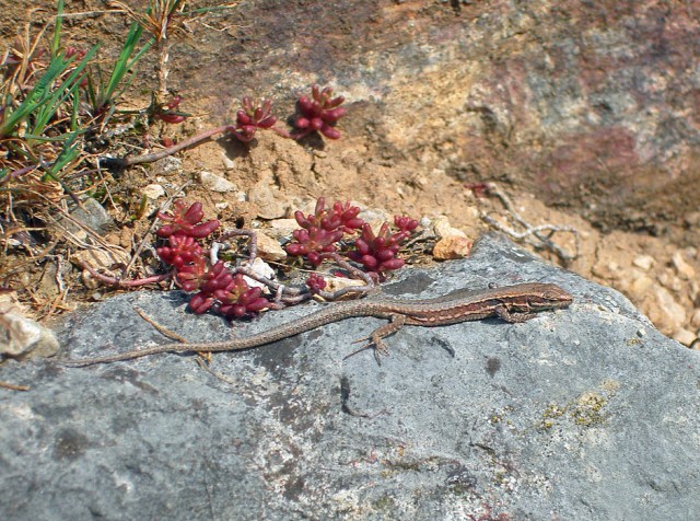 Eidechsen sonnen sich auf den Felsen