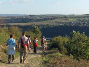 Rudeltiere in freier Natur