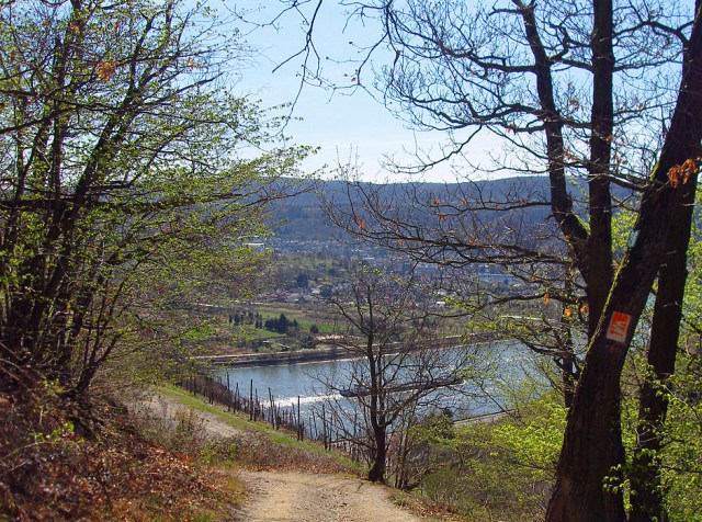 Traumpfadeblick auf das Rheingold