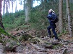 Eingetaucht in den Wald