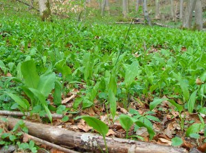 Bärlauch