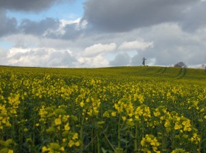 Rapsfeld und Holzkreuz am Sammetzkopf