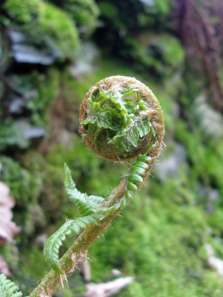Farnwedel vor dem ausrollen