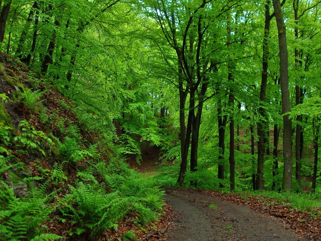 Sattes Grün und viel Farn am Wegesrand