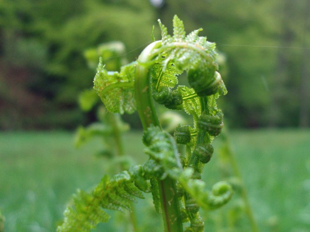 Farn auch in den Auen