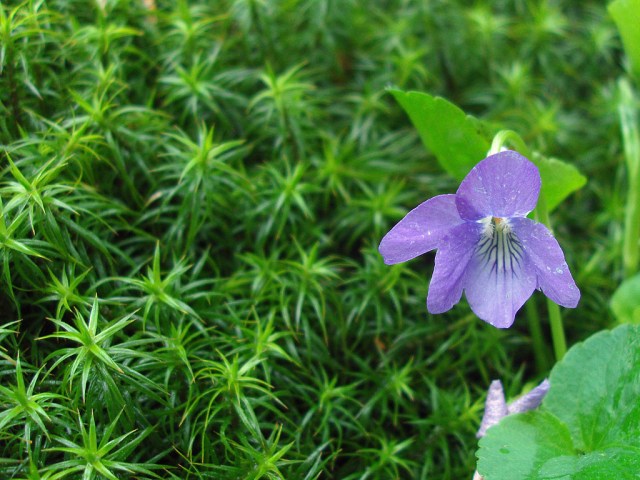 Nochmal Blümchen - diesmal in sanftem Moos