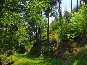 Naturbelassene Waldwege