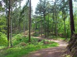 Waldweg am Moselhöhenweg
