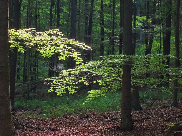 Lichtstimmung Lichtstimmung