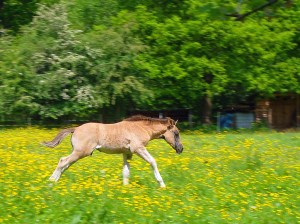 spielendes Fohlen
