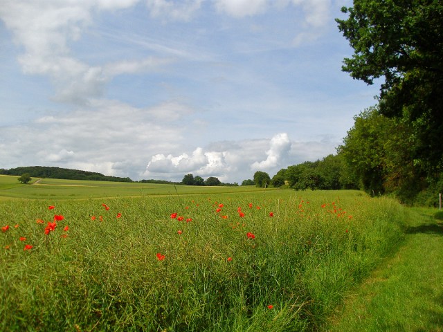 Wiesenwege und Mohn am Wegesrand