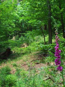 Fingerhut am Wegesrand