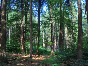 idyllischer Wald an der Kohlstraße