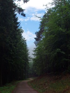 Stimmung nach dem Regen Stimmung nach dem Regen