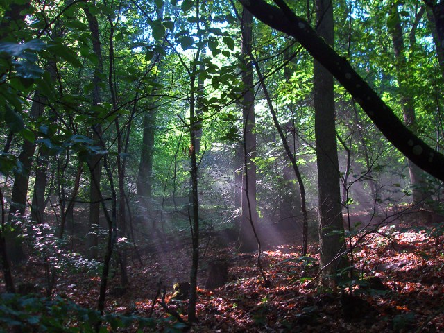 Die Sonnenstrahlen suchen ihren Weg Die Sonnenstrahlen suchen ihren Weg