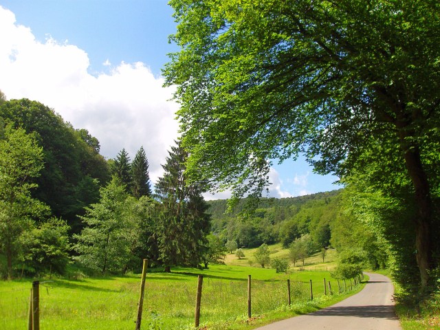 ein kurzes Stück an Wiesen vorbei und dann gehts auch wieder in den Wald