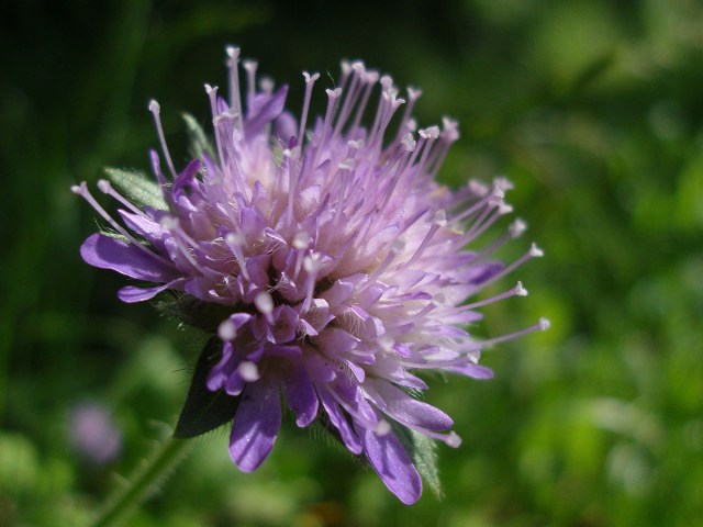 und nochmal Blümchen