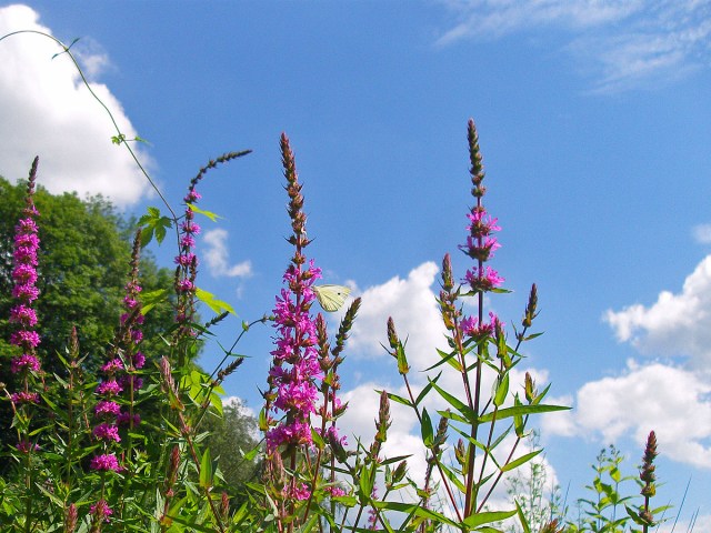 Blüten und Schmetterling