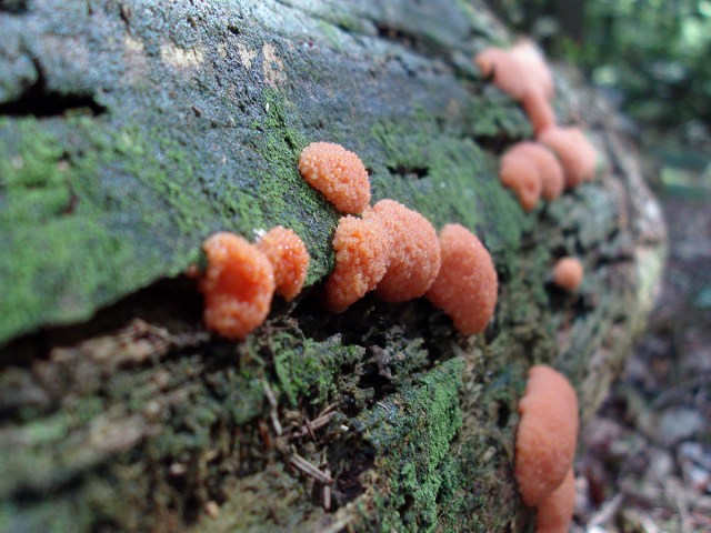 im Wald dürfen Bäume vermodern und es wachsen sehr ungewöhnliche Pilze
