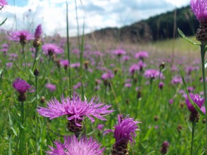 Flockenblumen als bunte Farbklekse