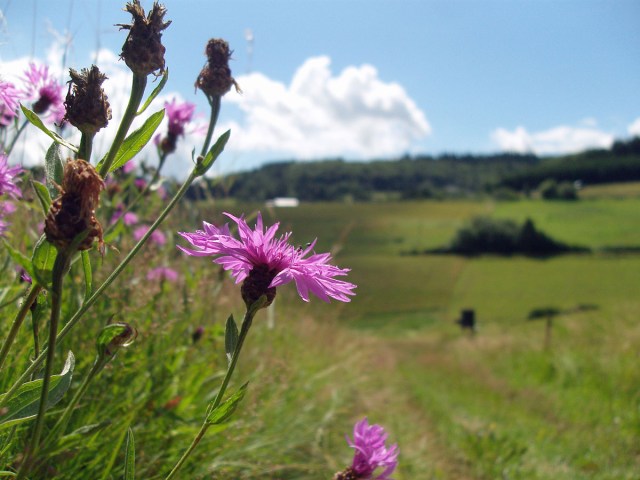 bunte Farbtupfer - die Wiesenflockenblume